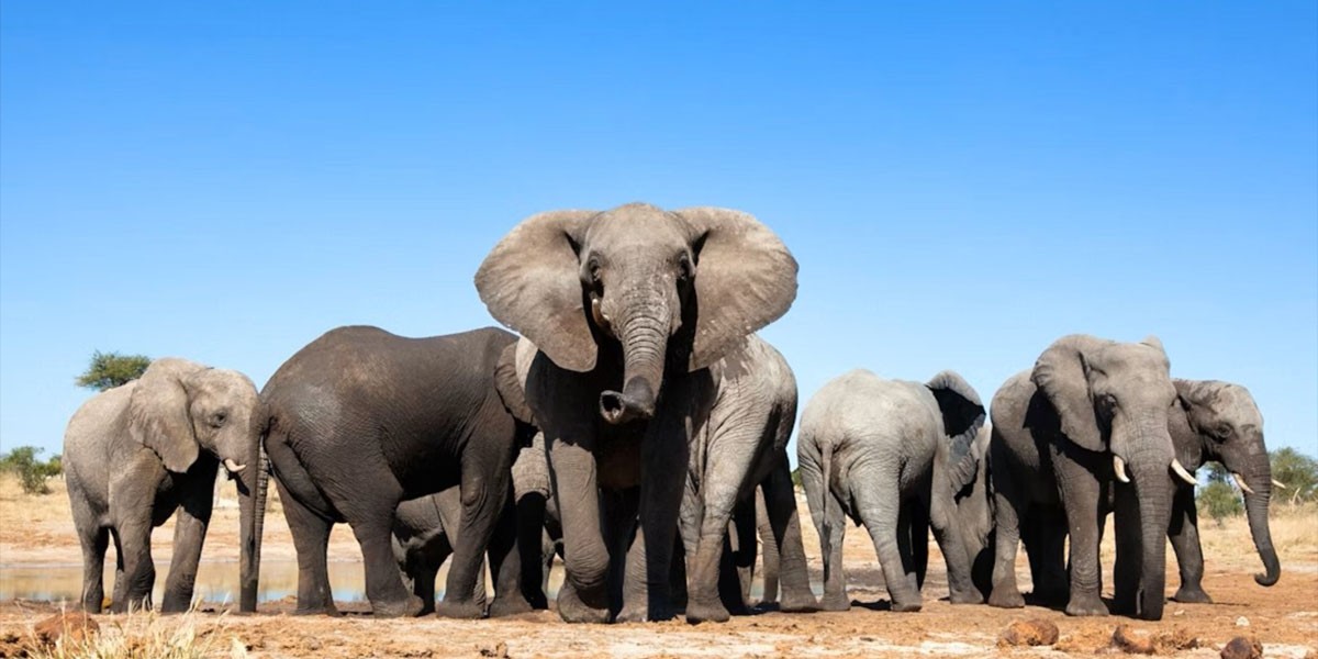 Giraffe with Mt. Kilimanjaro at far Giraffe with Mt. Kilimanjaro at far