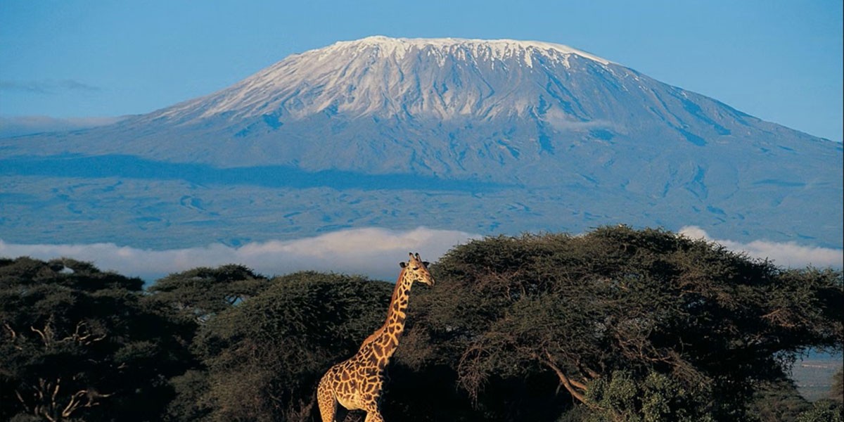 Giraffe with Mt. Kilimanjaro at far Giraffe with Mt. Kilimanjaro at far