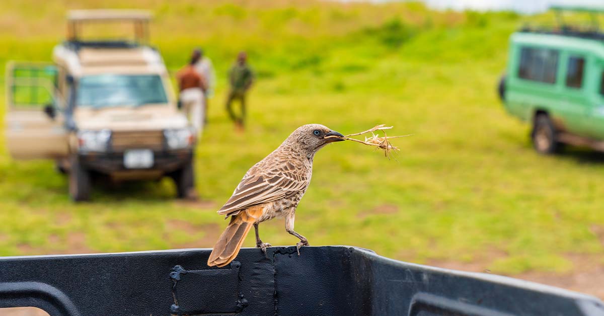 Bird sitting on pickup - Tanzania Safaris
