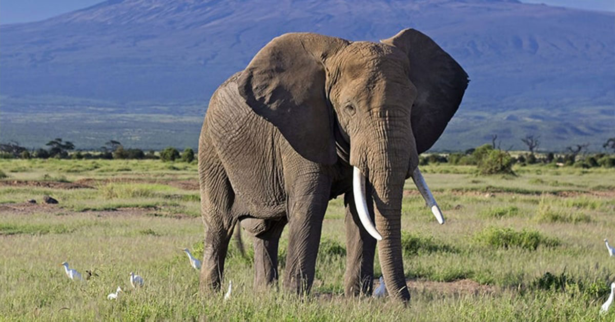 Elephant with Mt. kilimanjaro at the back