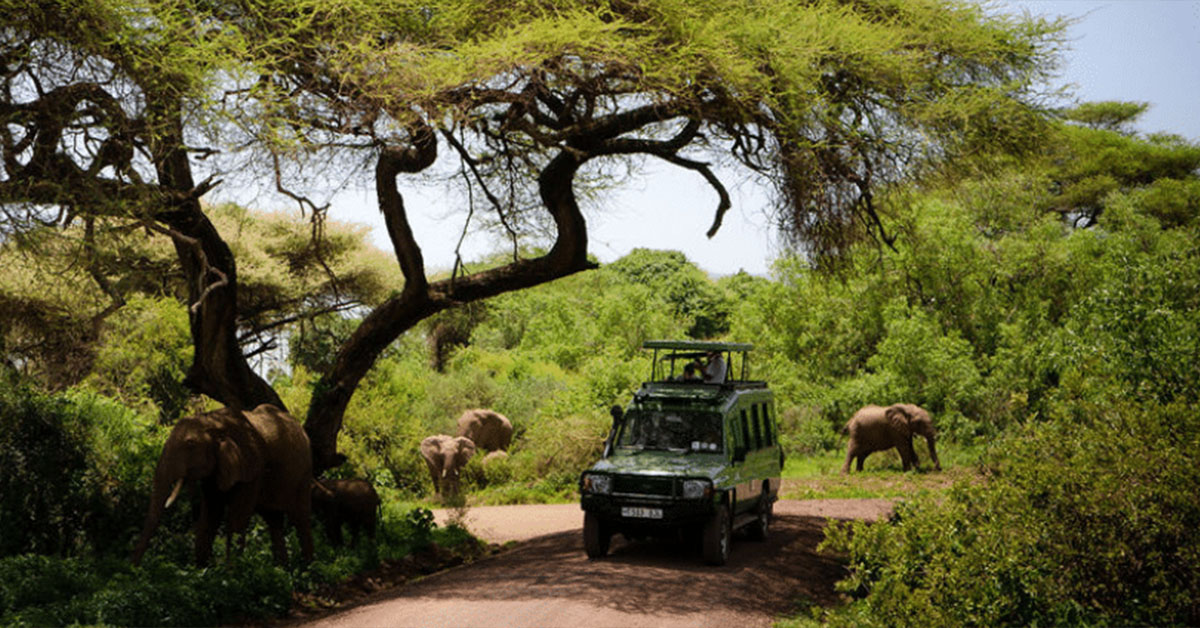 Land cruiser with elephants scattered