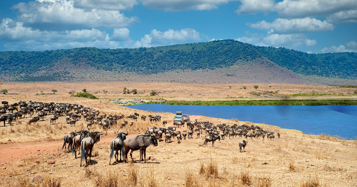 Ngorongoro crater animals aside