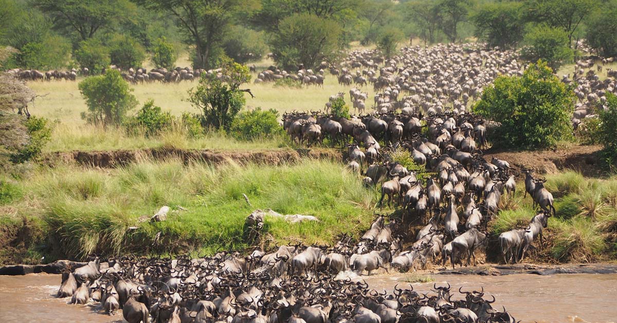 The Serengeti Migration