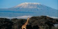 Giraffe with Mt. Kilimanjaro at far Giraffe with Mt. Kilimanjaro at far